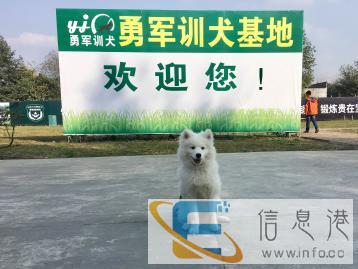 成都训犬学校-专业狗狗训练机构-勇军宠物培训