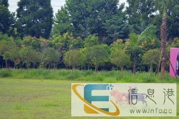 狗狗寄养及训练学校