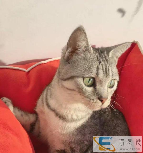 长春家庭式猫咪寄养