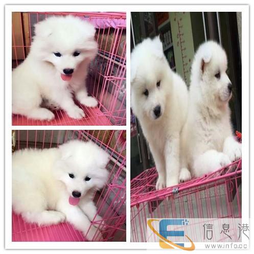 长春宠物怎么托运