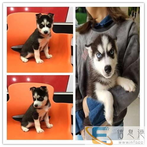 长春宠物托运公司