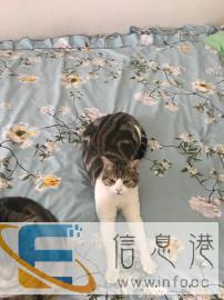 上门喂养猫咪30元起