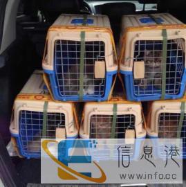 全国连锁宠物托运价格100