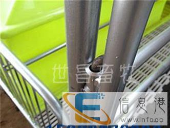 世昌畜牧加工定制双猪位母猪产床款式多样欢迎选购