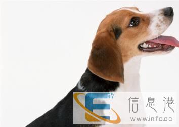 沧州君领宠物托运，发往全国各地 服务 价格合理