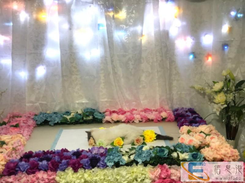 宠物骨灰佳处理 宠物骨灰佳处理