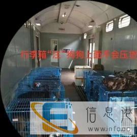 宠物托运急您所需