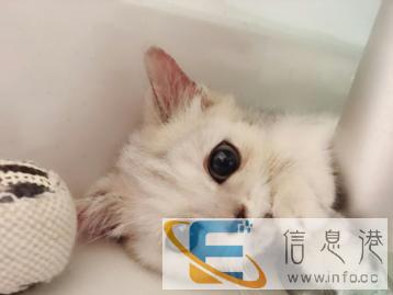 宠物猫喂养,清洁 宠物猫喂养,清洁