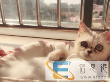 宠物猫喂养,清洁 宠物猫喂养,清洁