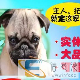 宠物托运想您所想