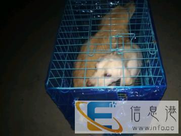 宠物托运为爱起航