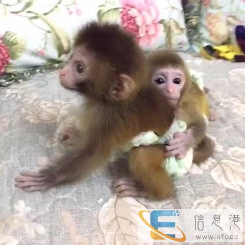 哪里猴子养殖场有袖珍石猴卖 哪里猴子养殖场有袖珍石猴卖