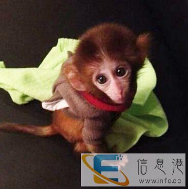哪里猴子养殖场有袖珍石猴卖 哪里猴子养殖场有袖珍石猴卖