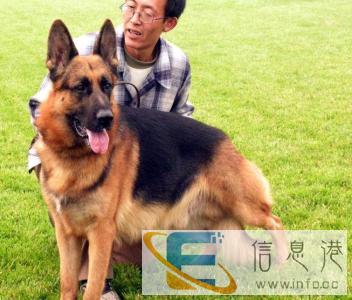 朝阳市德国牧羊犬怎样养殖