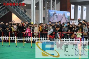 赵祺宠物训练 寄养学校行为改正才艺学习