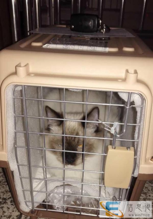 朝阳东哥专业宠物托运