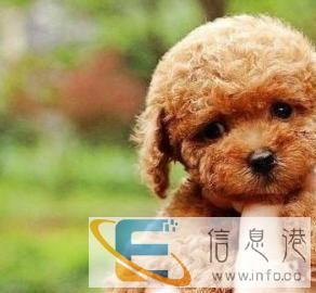 赤峰专业宠物生活会馆,出售纯正泰迪