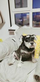 小仙女宠物寄养小型犬