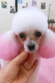 泰迪比熊雪纳瑞博美等小型犬洗澡美容体验价80元