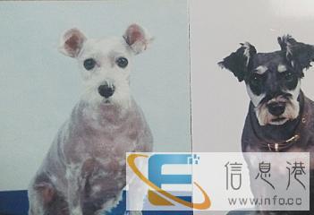 小仙女宠物寄养大型犬
