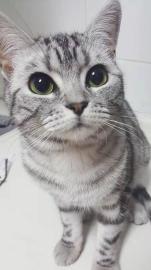 家庭猫咪寄养服务