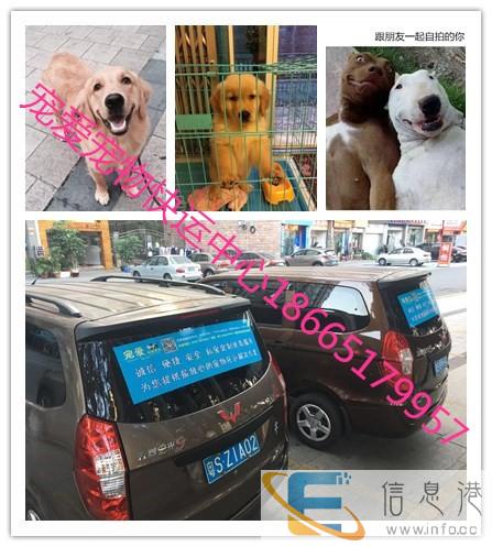 全国宠物接送托运