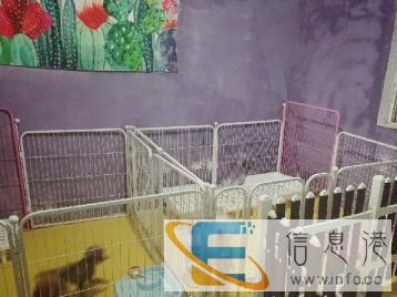 家庭宠物无笼寄养服务