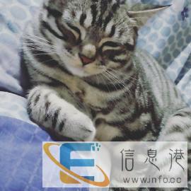 家庭式寄养，猫咪狗狗大小型犬