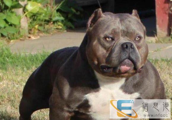 宠物托运猫狗其他宠物承德往全国各地宠物托运