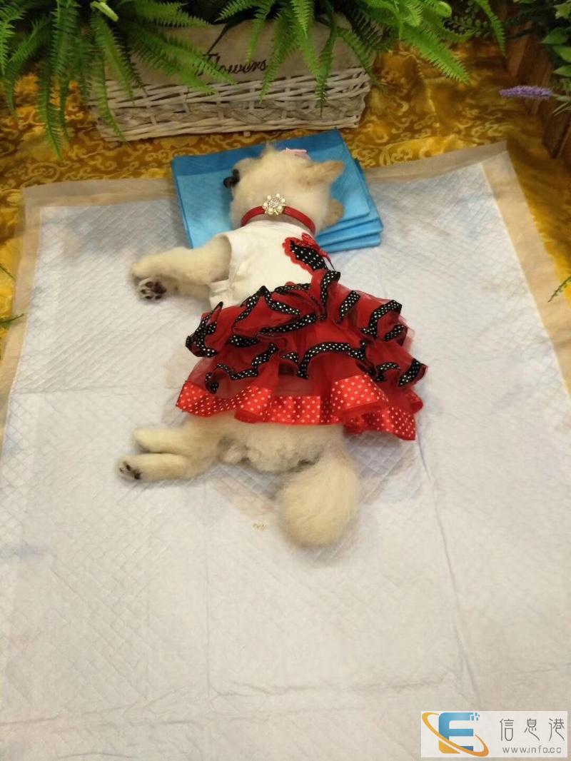 大连低价正规宠物火化殡葬服务中心