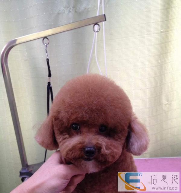 大连全城上门为您的宠物提供洗澡剃毛服务