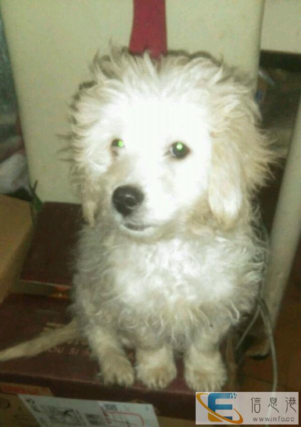 一个小巧自行车