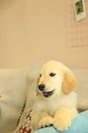 宠物酒店高端寄养打造不一样的寄养环境