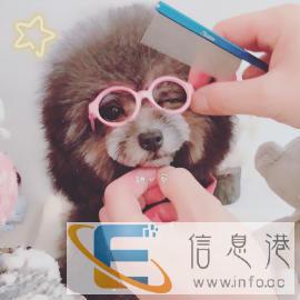 高端宠物美容日系修精修