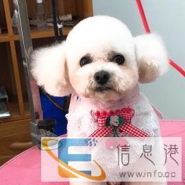 柚子宠屋提供关于宠物的一切服务电话错误预约微聊