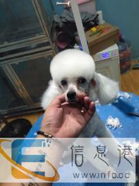 东营西城燕山路菲凡宠物工作室宠物店