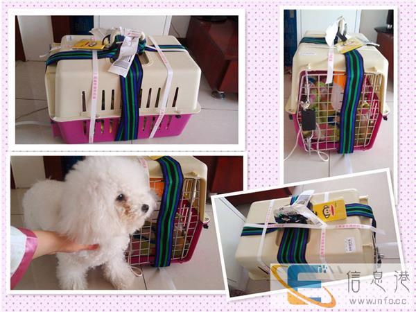 山东德州宠物快递上门接送全国连锁