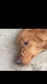 宠物训导师20名