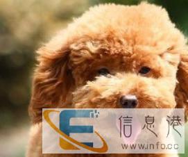 萌之语宠物多重精洗深度去污去味留香护毛护发