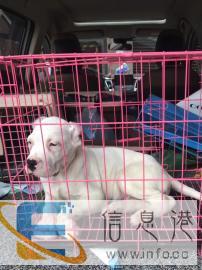 宠物托运，安全专业放心