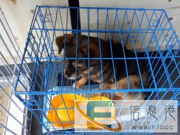 四川始发到全国宠物托运出国安全放心快捷