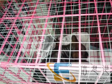 宠物猫狗托运专人照顾专用笼具多元化模式