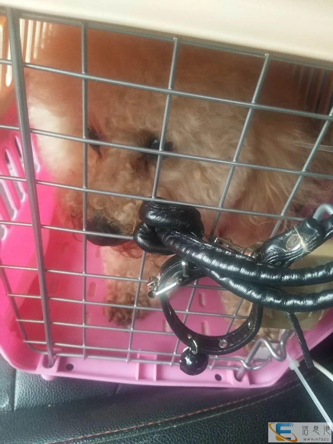 达州市宠物 托运再那里,宠物飞机 火车托运至全国各地