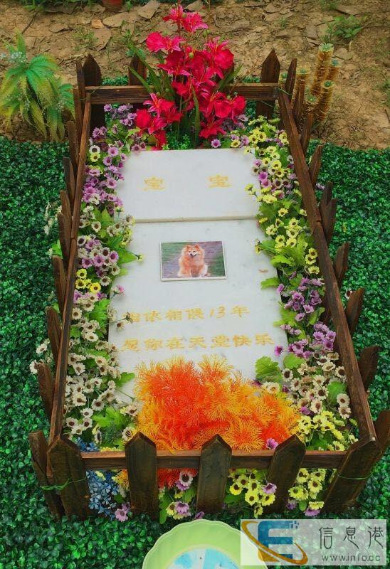 宠物死了怎么处理