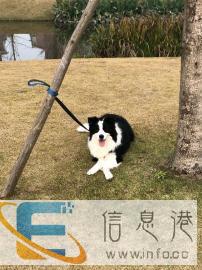 边牧2岁狗狗领养