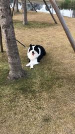 边牧狗狗领养公狗