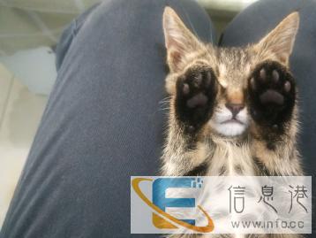 猫猫家庭式开阔寄养