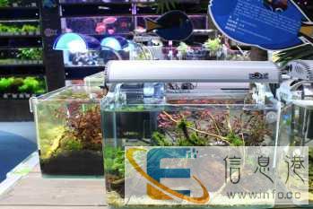 龟与熊猫水族服务鱼缸上门草缸造景