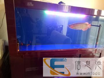 大同专业清洗鱼缸维修打理修复