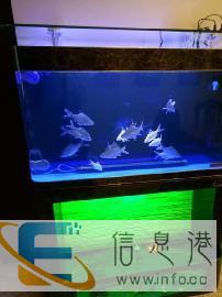 大同专业清洗鱼缸，维修检测安装调试